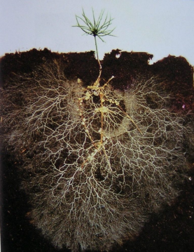 mycorrhizae-roots-cohen-master-trees