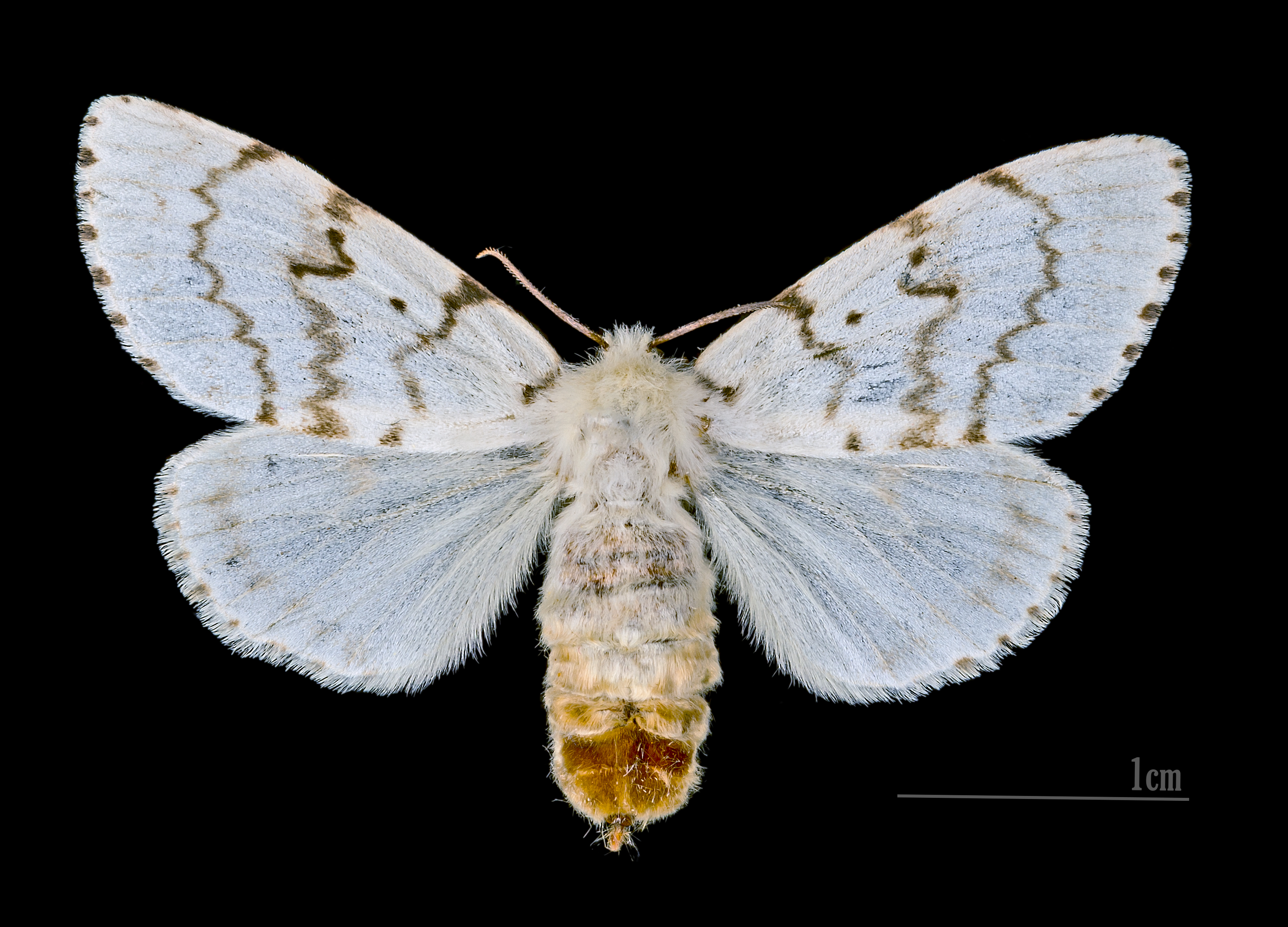 Gypsy Moth - How to Spot the Signs of Infestation - Cohen & Master Trees